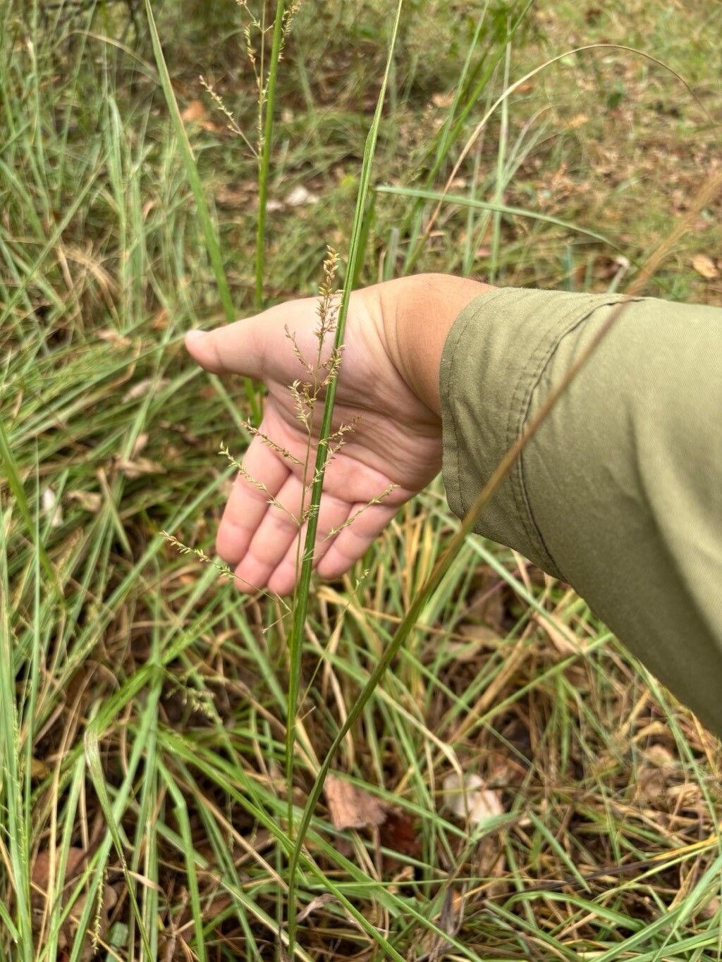 Coleataenia anceps — houseplant care guide