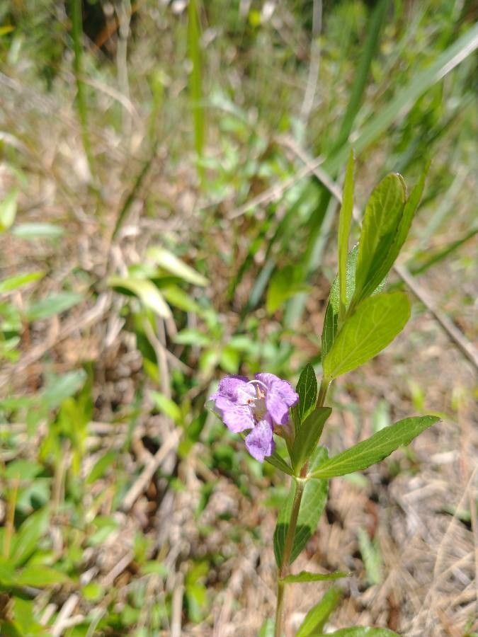 Dyschoriste oblongifolia flower