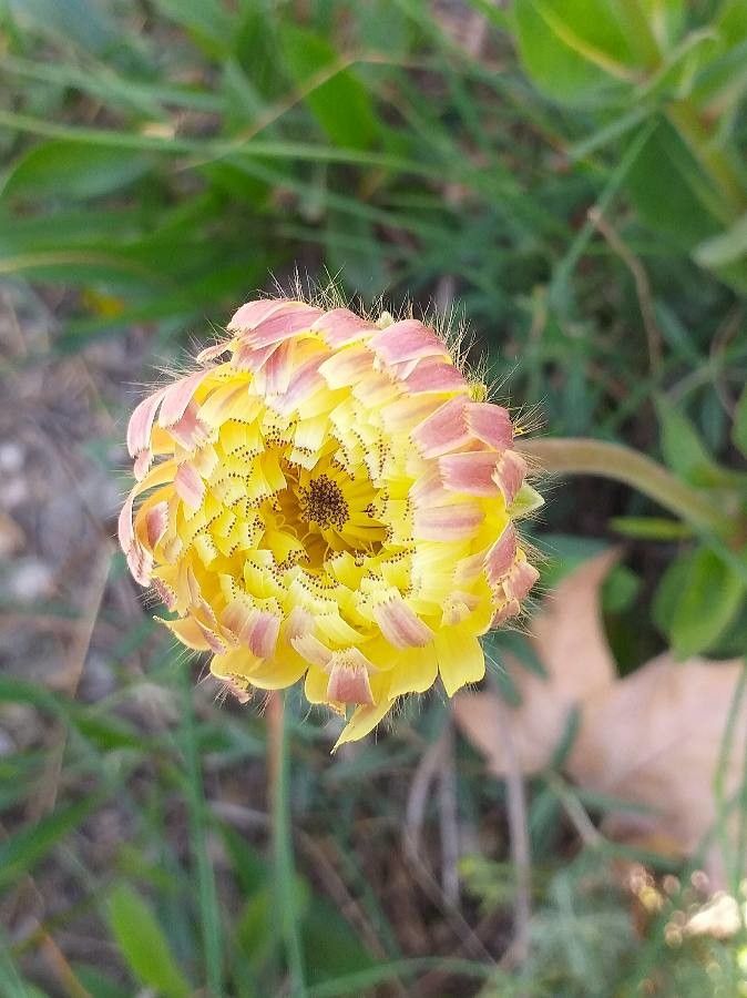 Urospermum dalechampii flower
