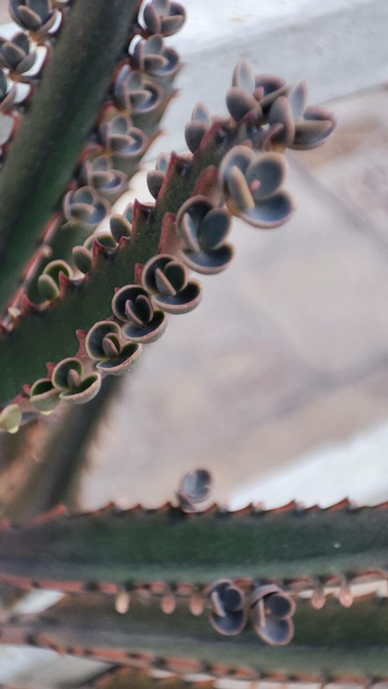 Kalanchoe serrata flower