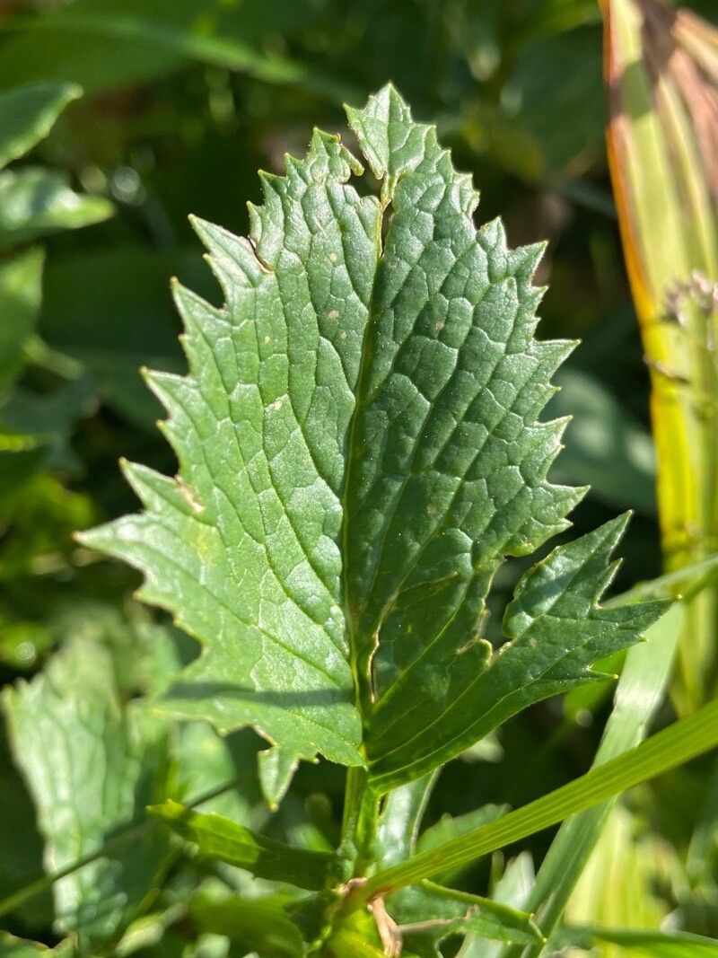 Jacobaea subalpina — search result for 'Jacobaea'