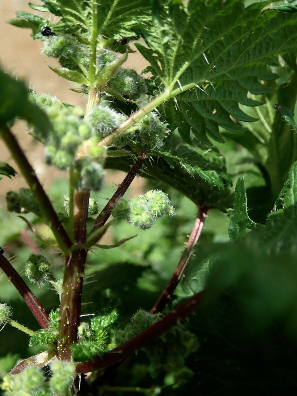 Urtica pilulifera fruit