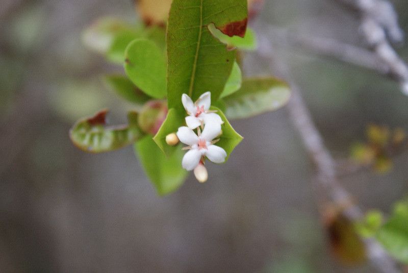 Ixora borboniae flower