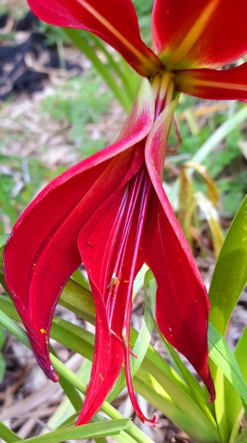 Sprekelia formosissima flower