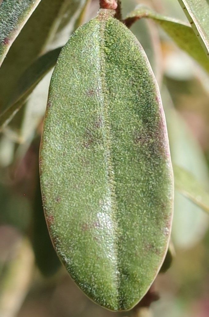 Rhododendron hemitrichotum leaf