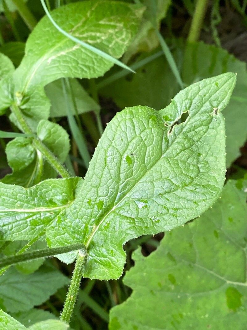 Doronicum austriacum leaf