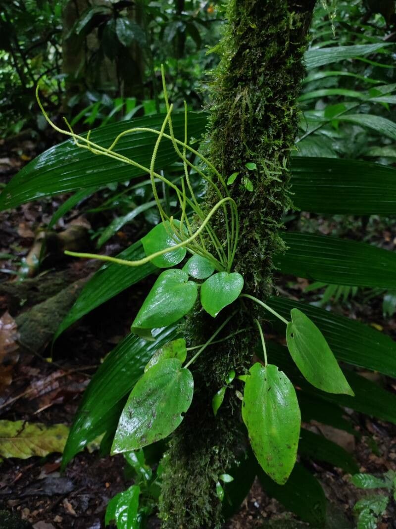 Peperomia tenuifolia — houseplant care guide