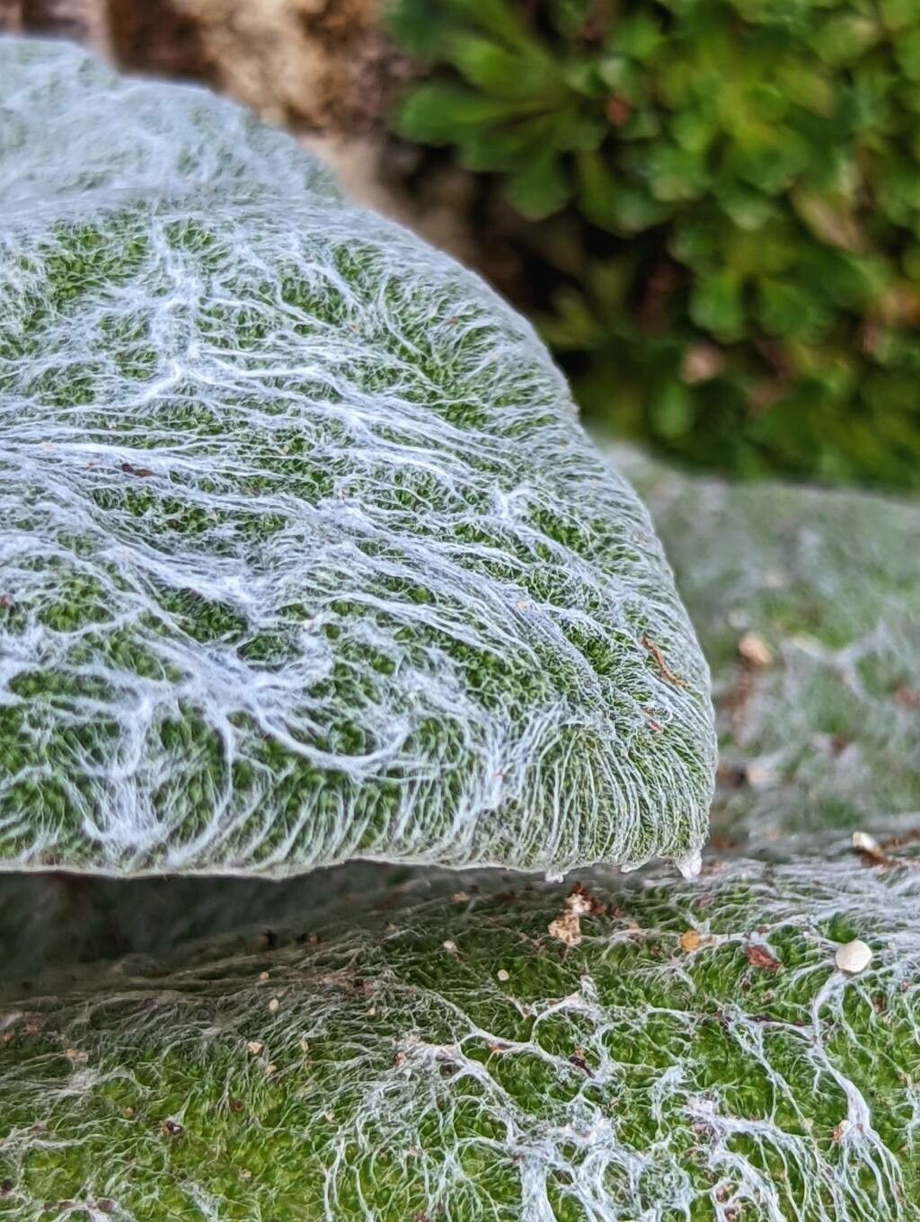 Salvia xanthocheila leaf