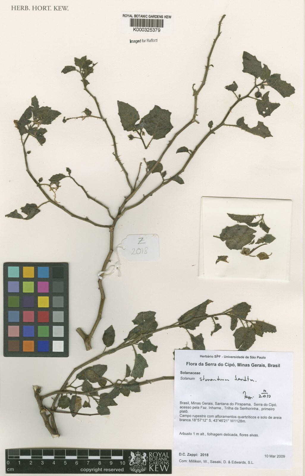 Solanum stenandrum — houseplant care guide