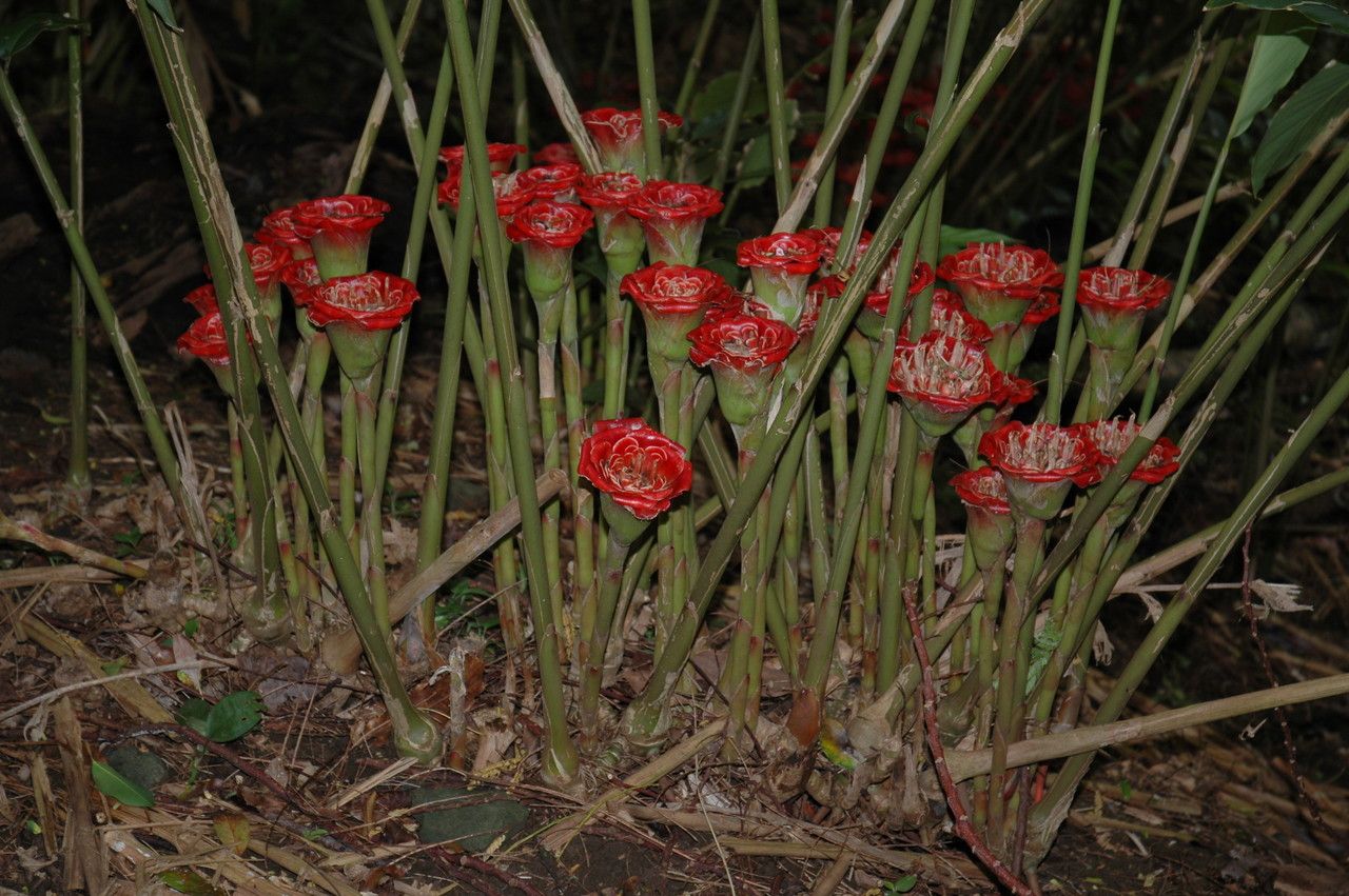Etlingera corneri flower