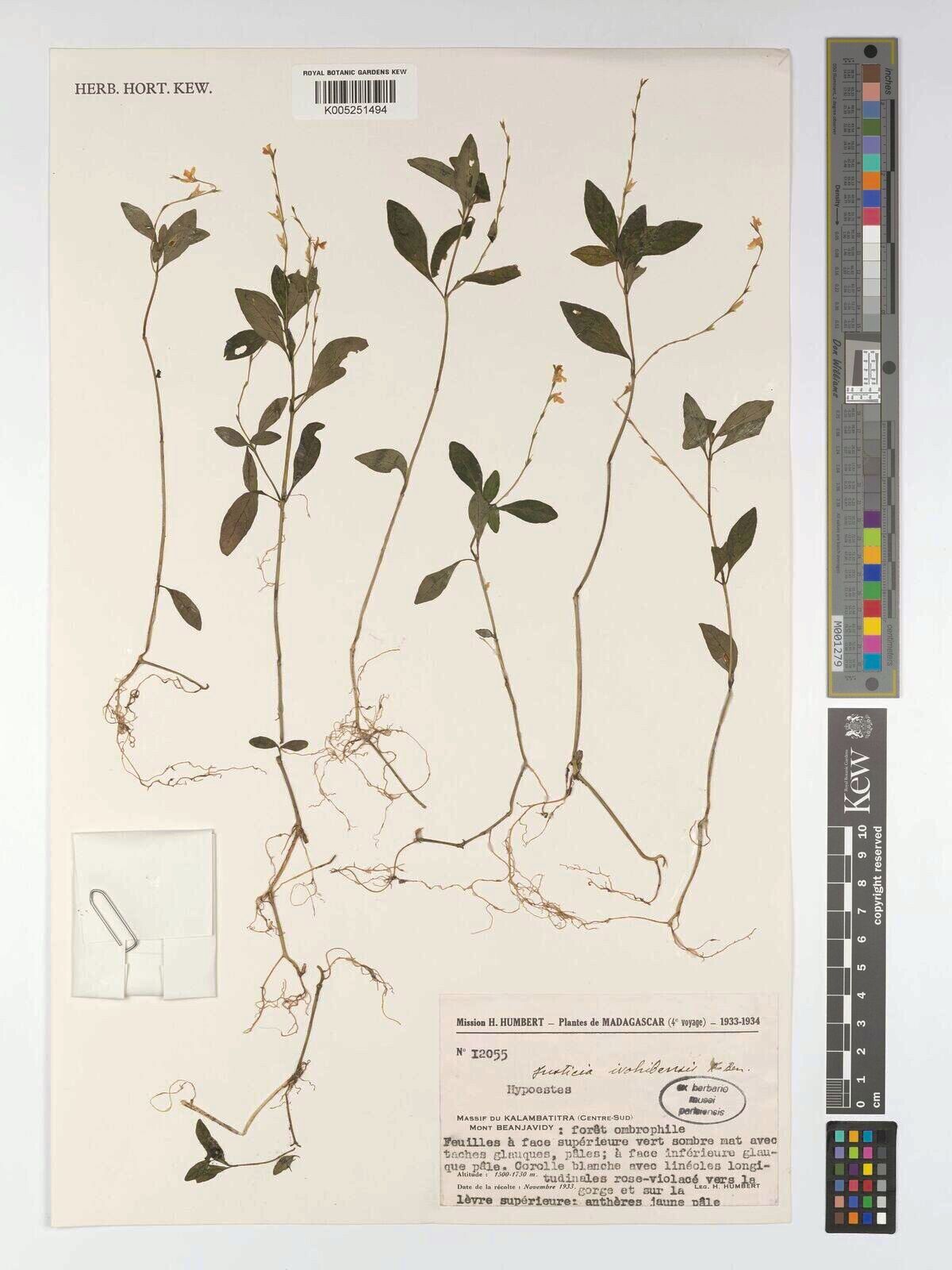 Justicia ivohibensis — houseplant care guide