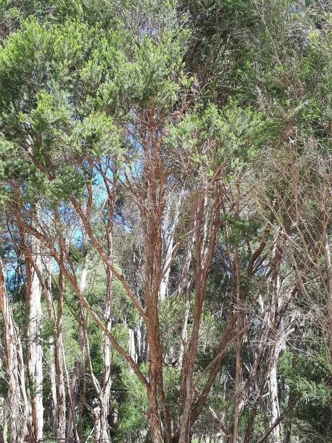 Melaleuca thyoides bark