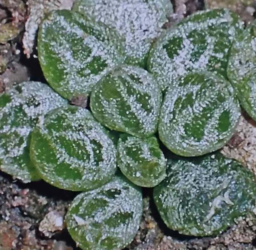 Bulbine lolita — search result for 'Bulbine'