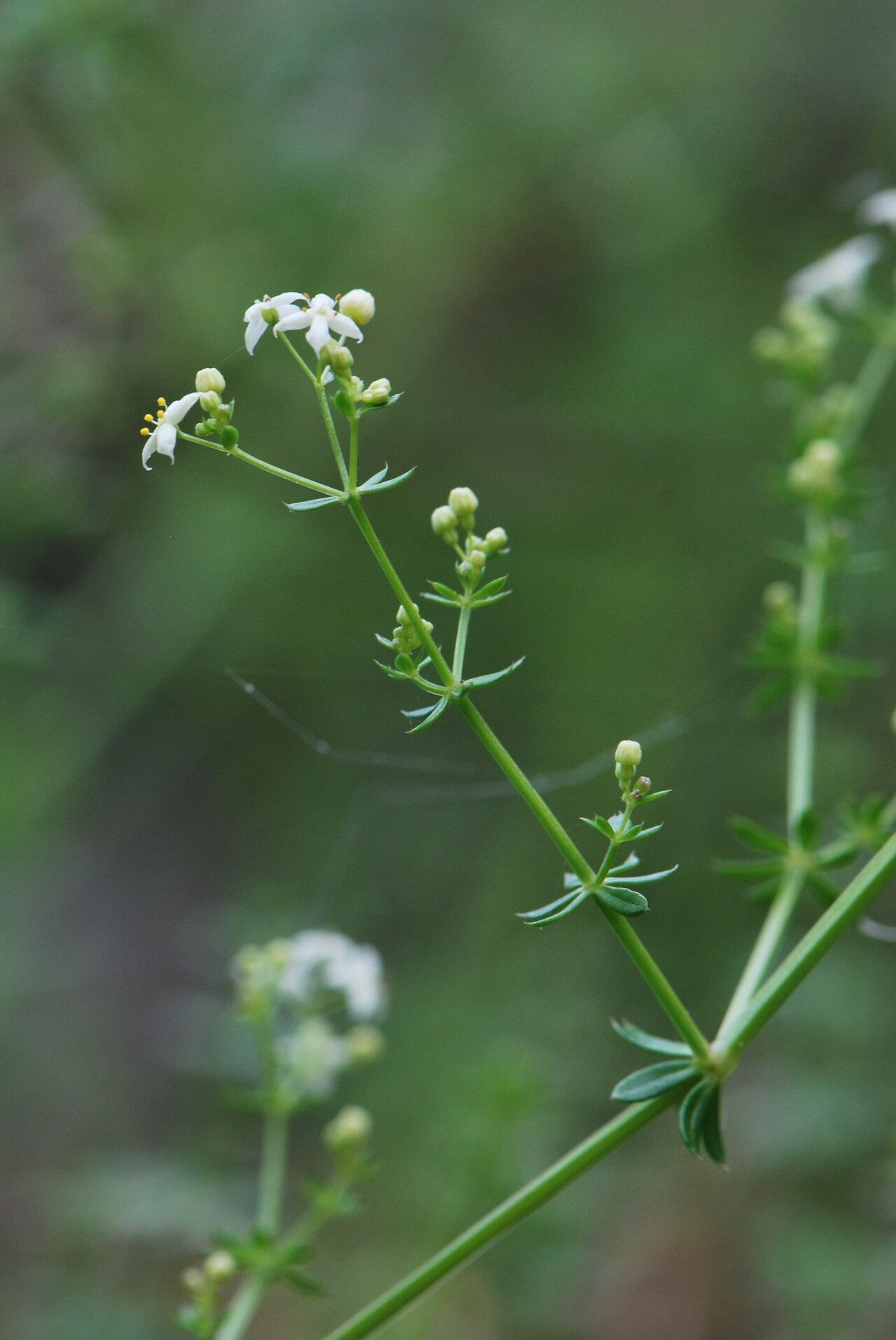 Galium productum — houseplant care guide