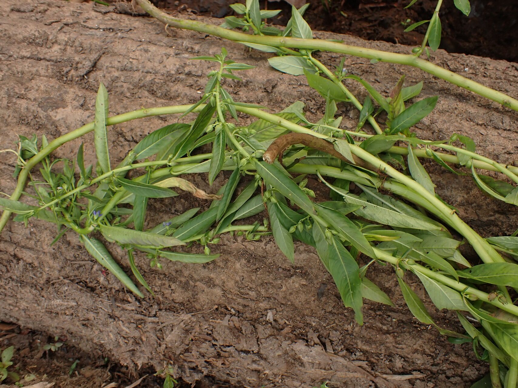 Hydrolea palustris habit