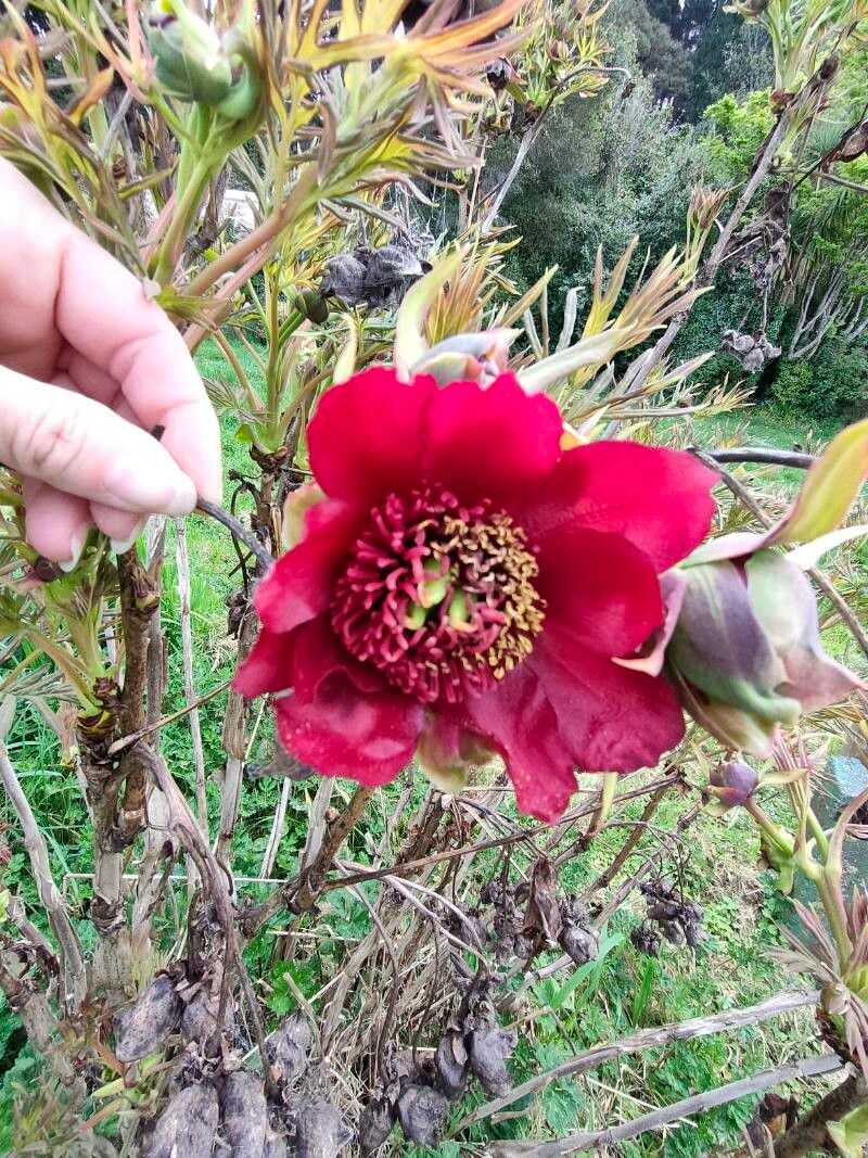 Paeonia delavayi flower