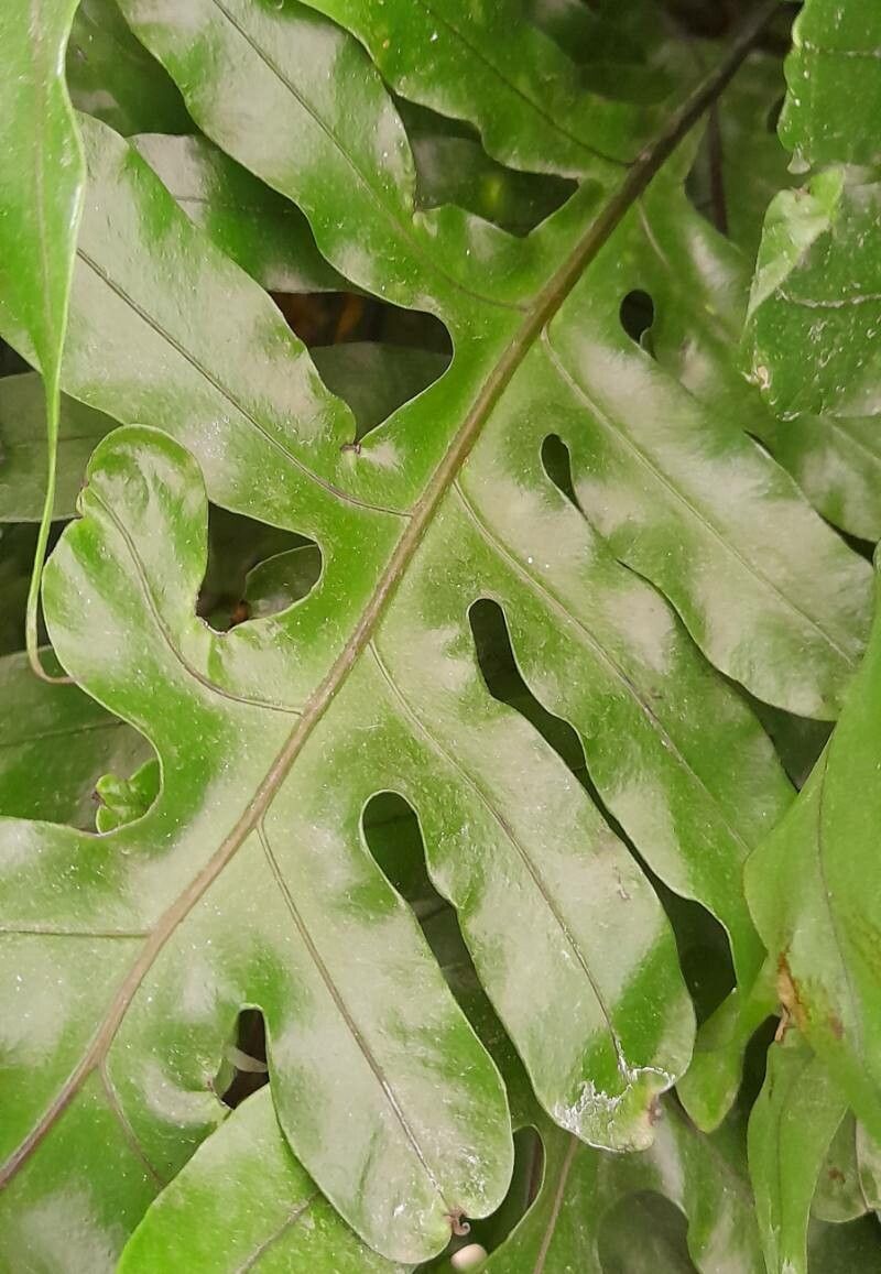 Phymatosorus grossus — related species from the same genus