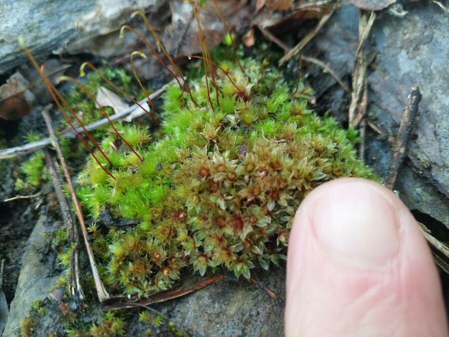 Ptychostomum capillare flower