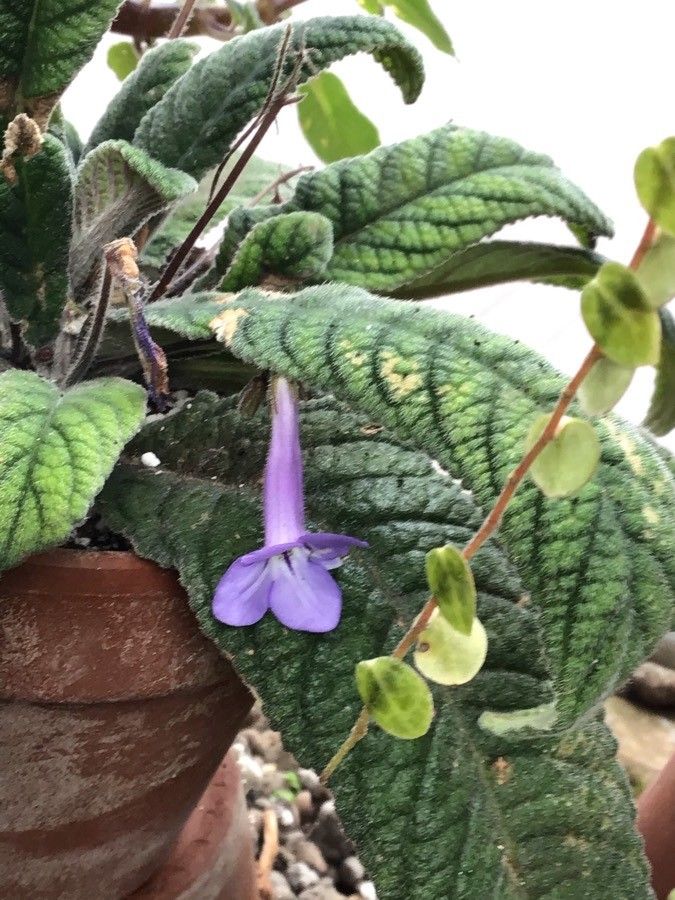 Streptocarpus modestus flower