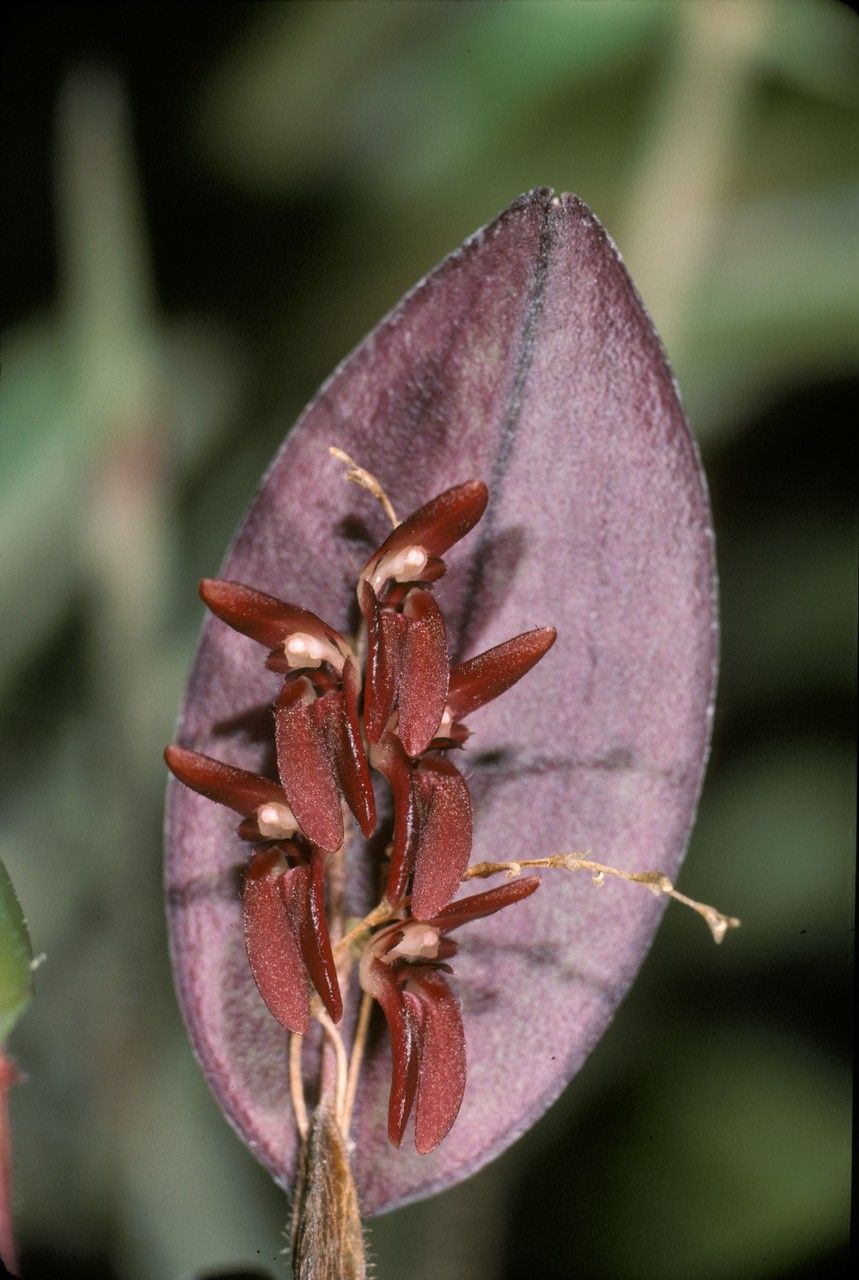 Trichosalpinx blaisdellii flower