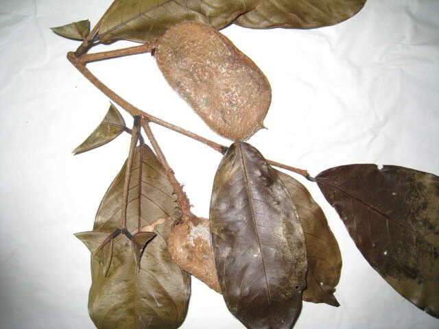 Inga sarmentosa fruit