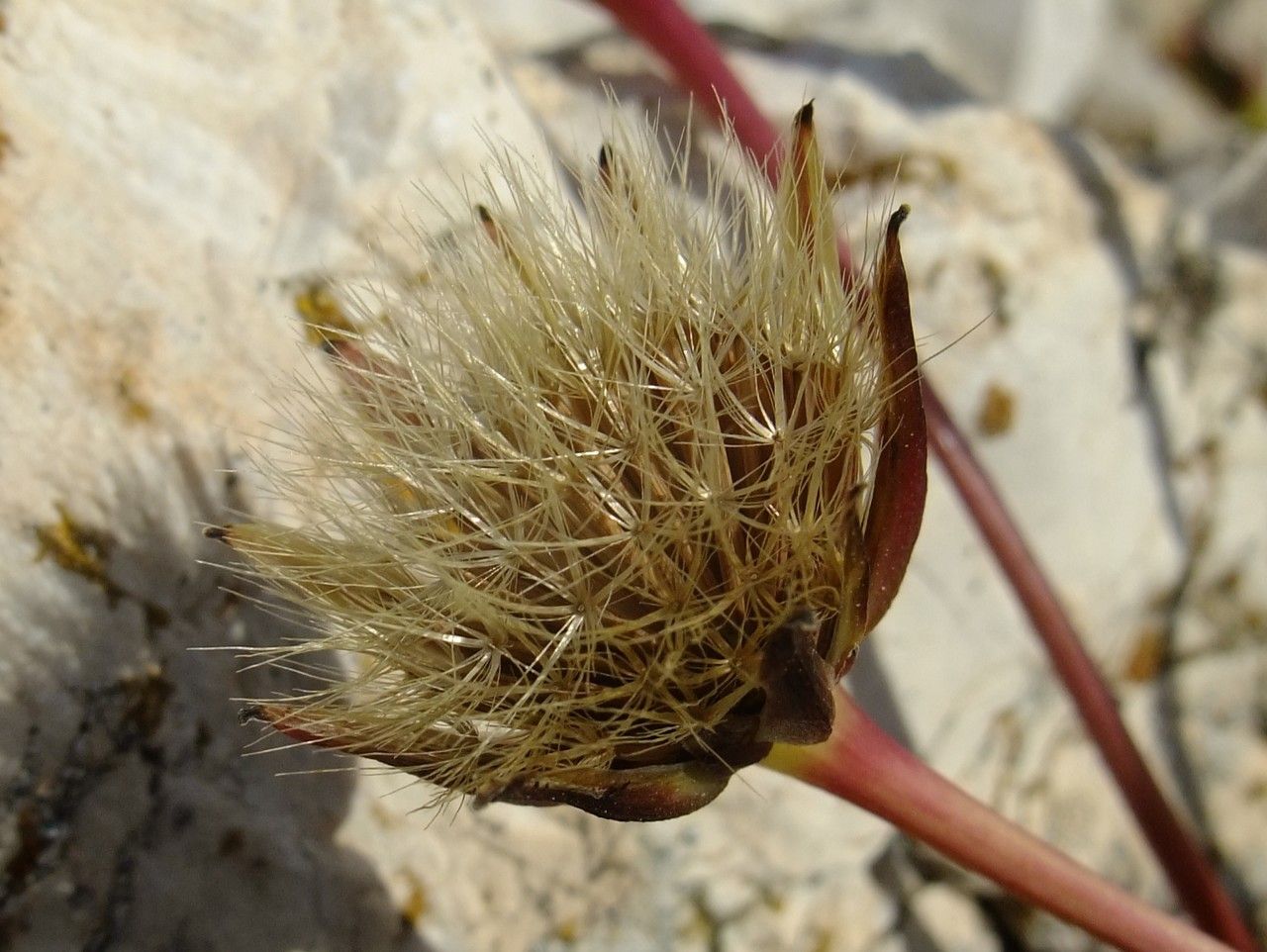 Hyoseris taurina fruit