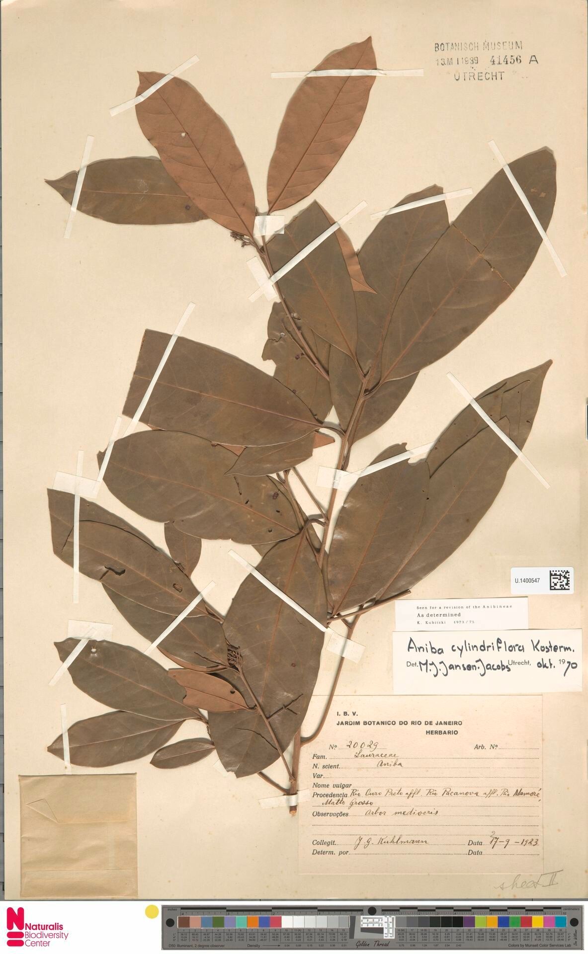 Aniba cylindriflora leaf