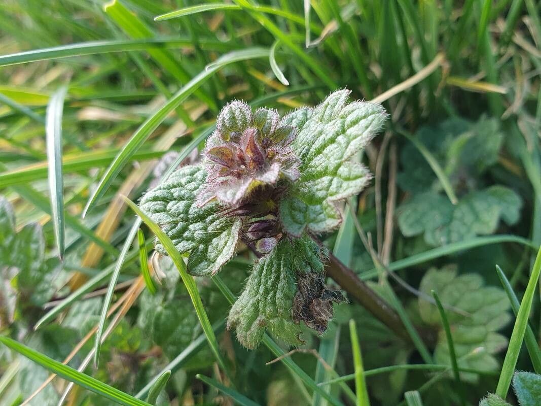 Lamium confertum leaf