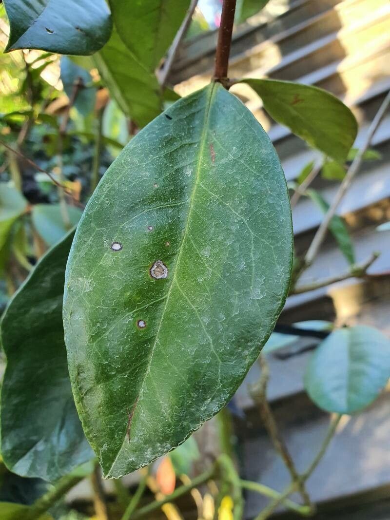 Rhododendron aurigeranum leaf