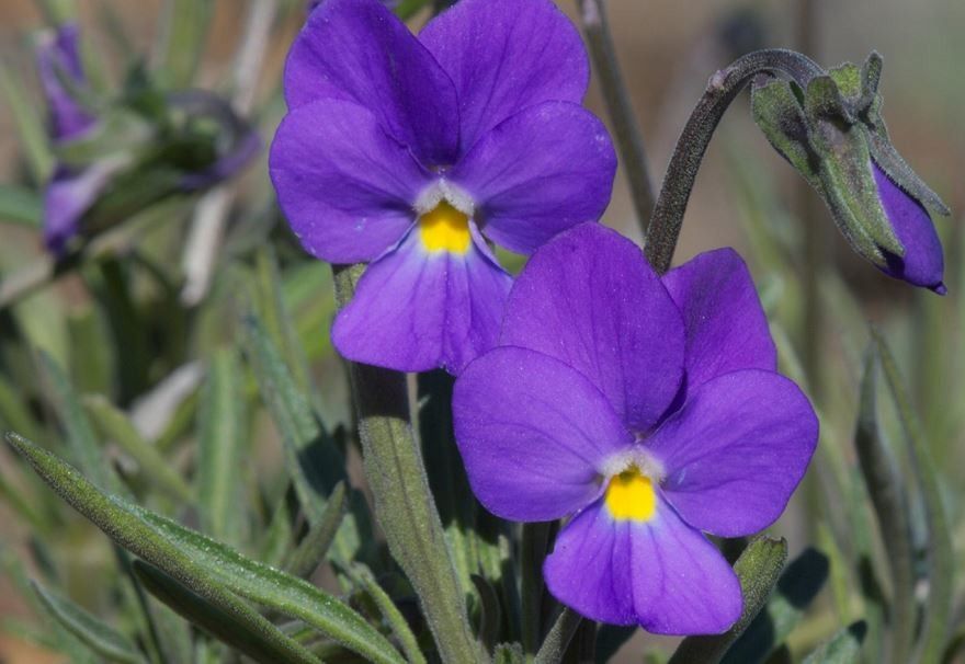 Viola palmensis — houseplant care guide