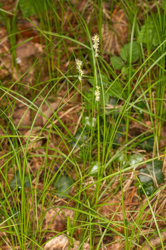 Carex brizoides — search result for 'Carex'