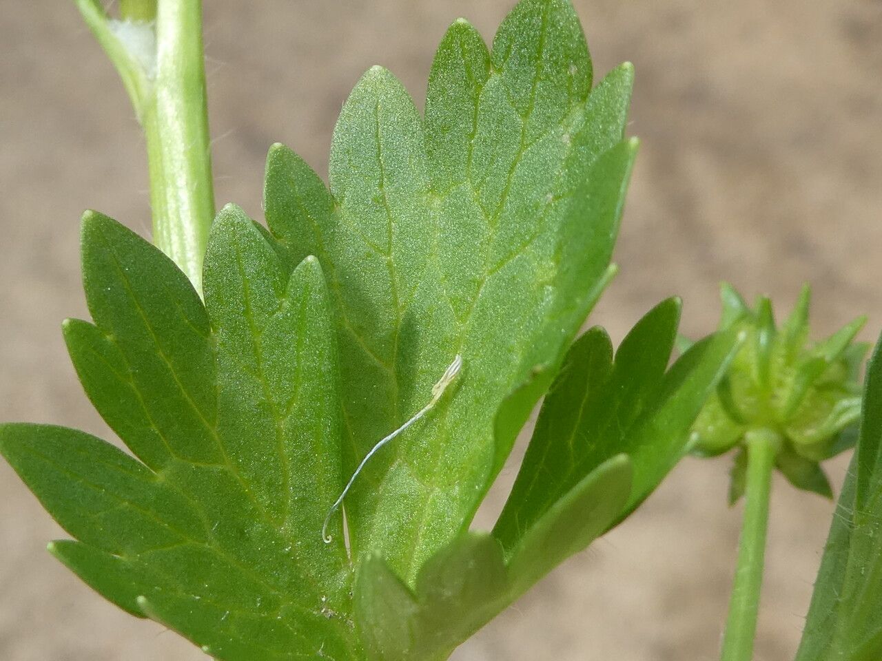 Ranunculus muricatus