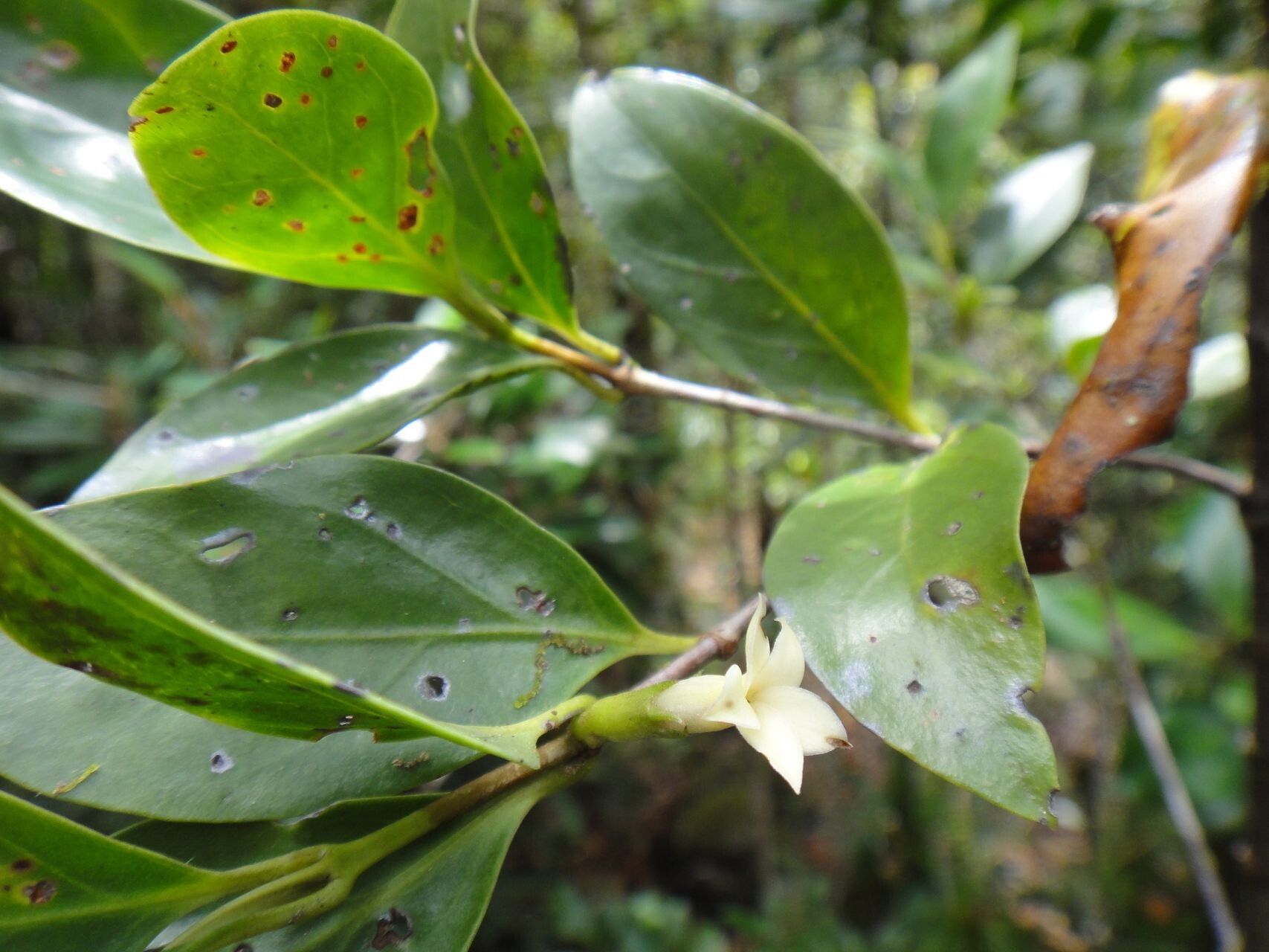Atractocarpus pseudoterminalis — search result for 'Atractocarpus'