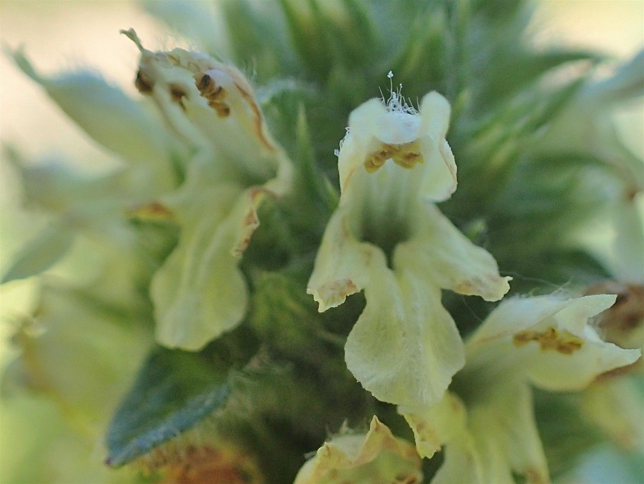 Stachys alopecuros flower