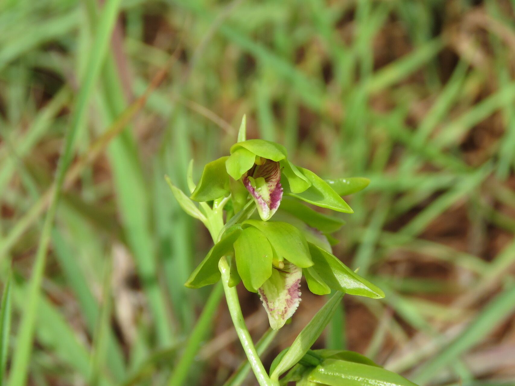 Eulophia adenoglossa — related species from the same genus