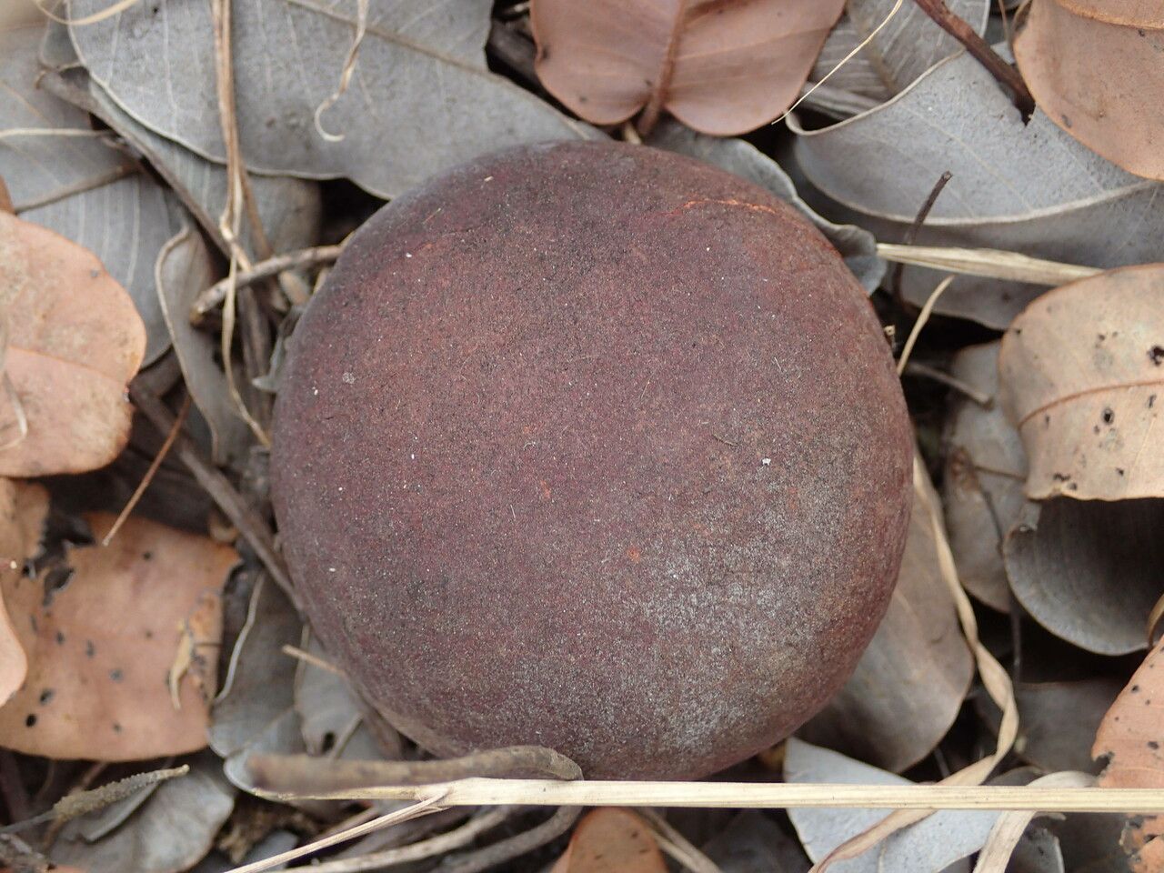 Detarium microcarpum fruit