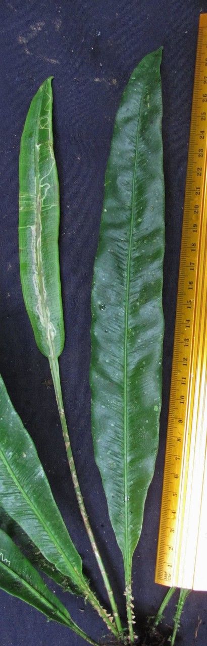 Elaphoglossum tonduzii — houseplant care guide