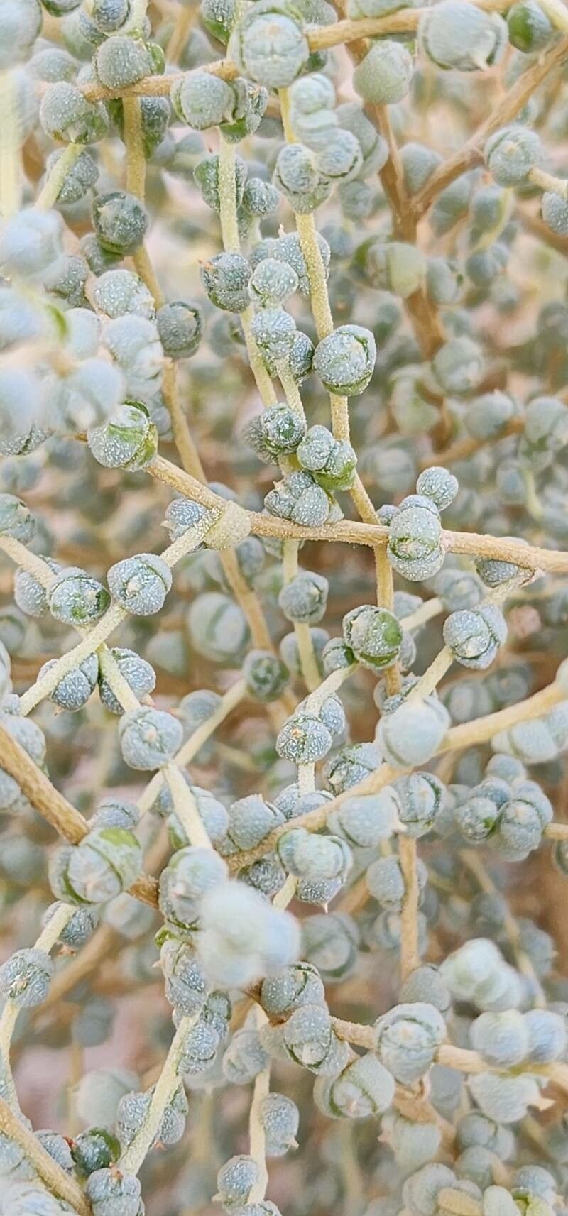 Caroxylon jordanicola bark