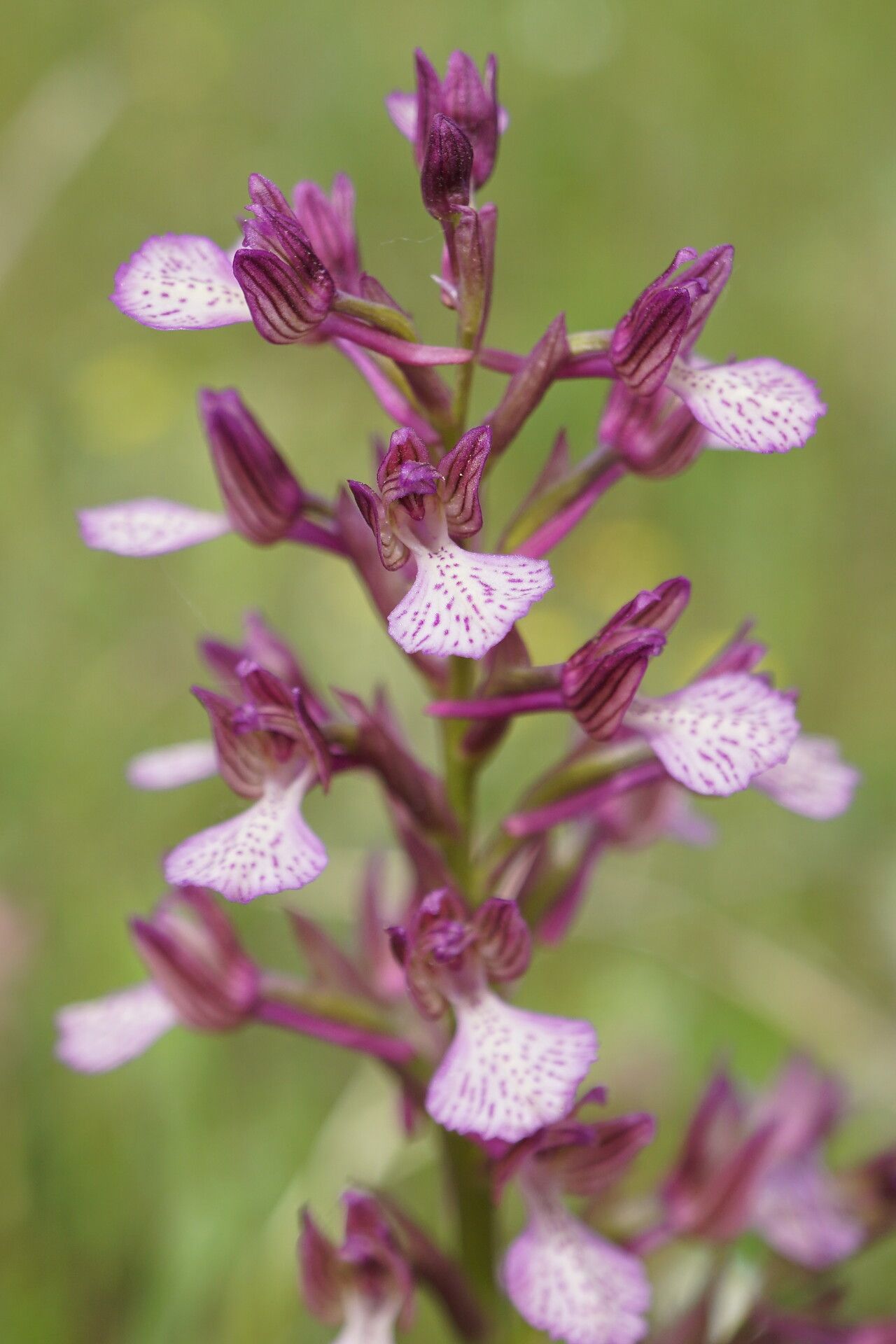 Anacamptis × nicodemi flower