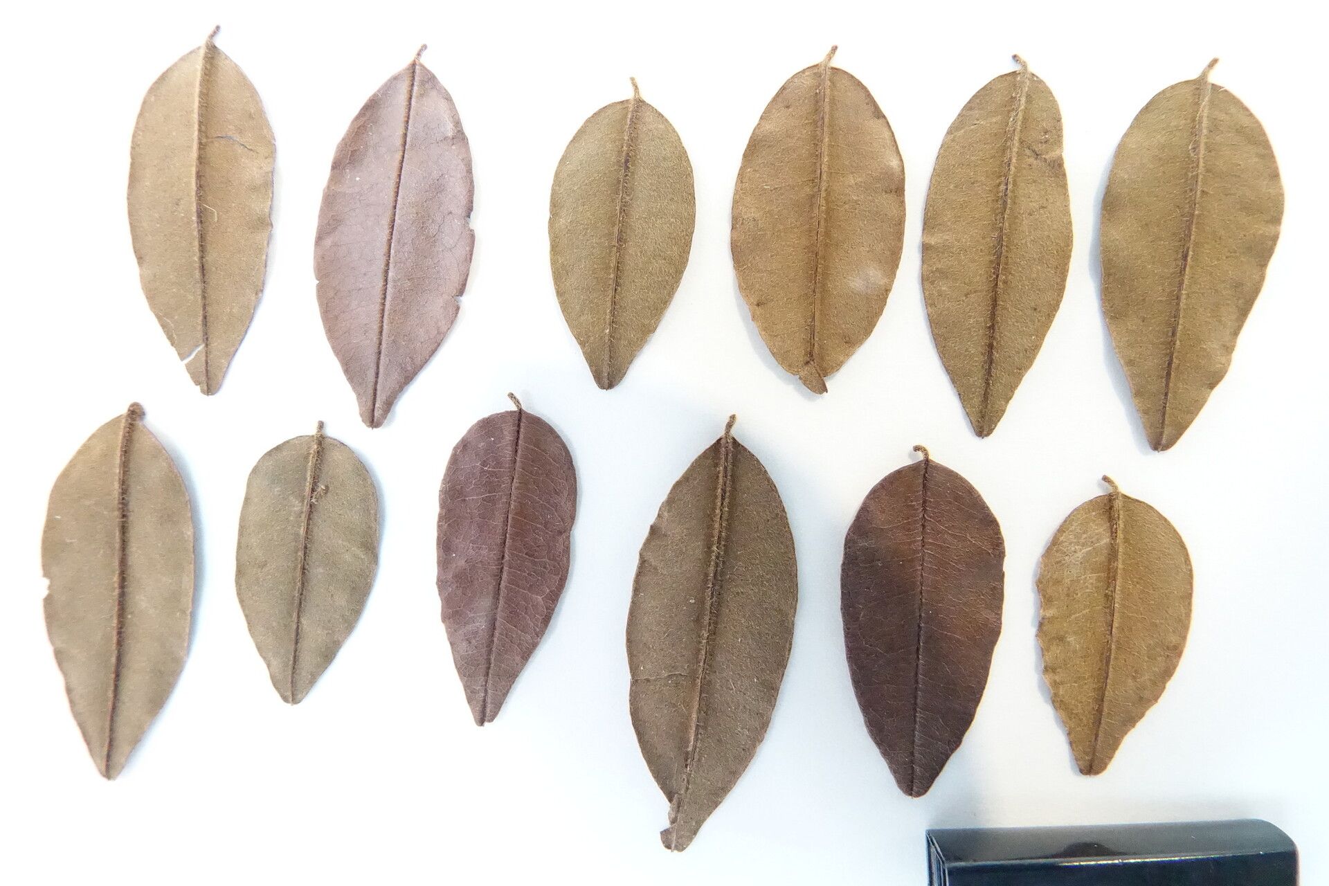 Dalbergia delphinensis — houseplant care guide