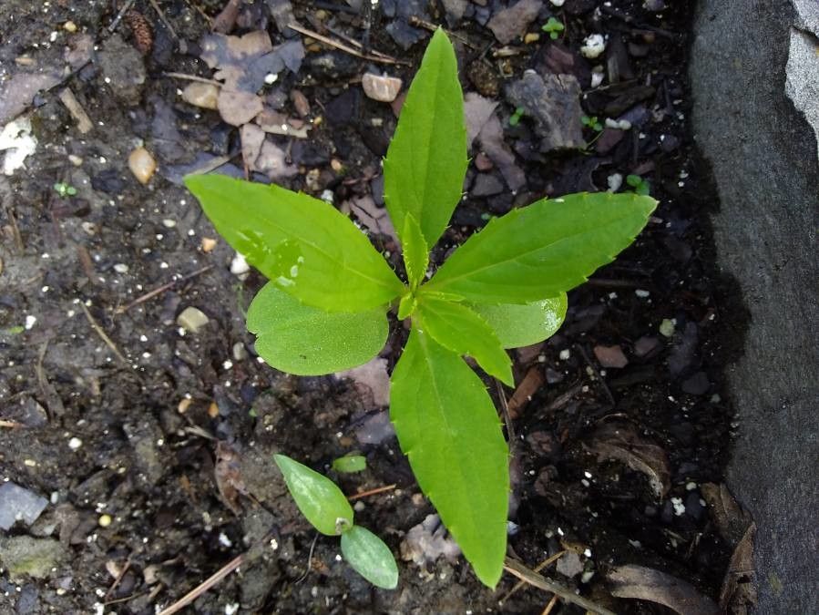 Impatiens aurella leaf