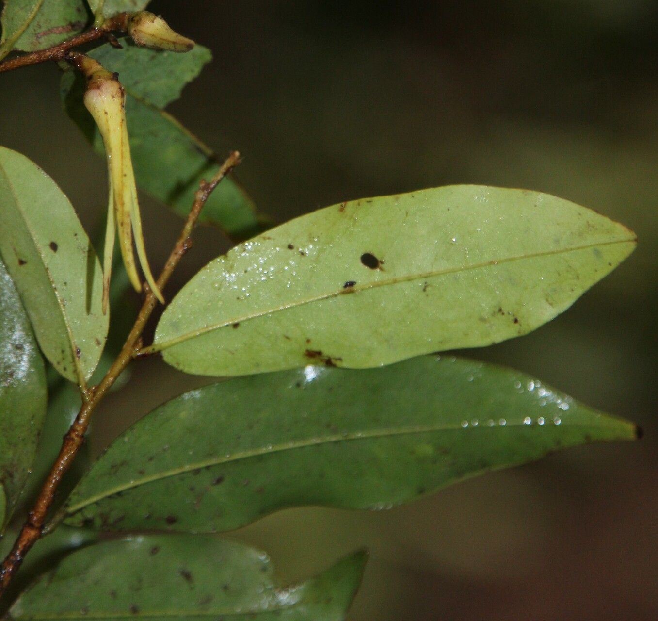 Xylopia pynaertii — search result for 'Xylopia'