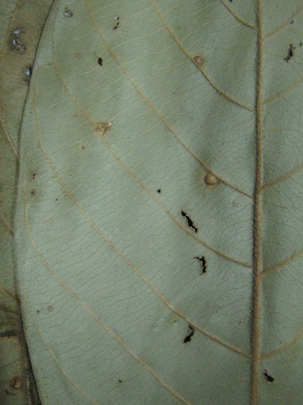 Duroia martiniana — houseplant care guide