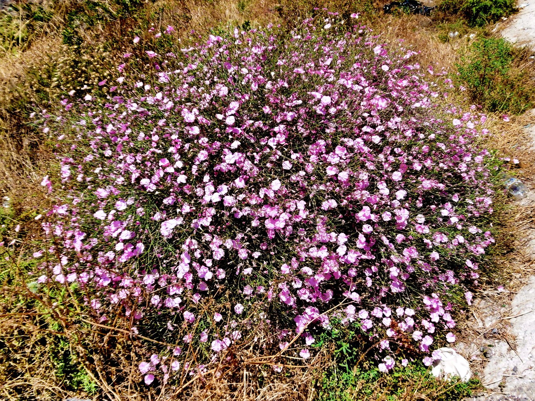Convolvulus dorycnium habit