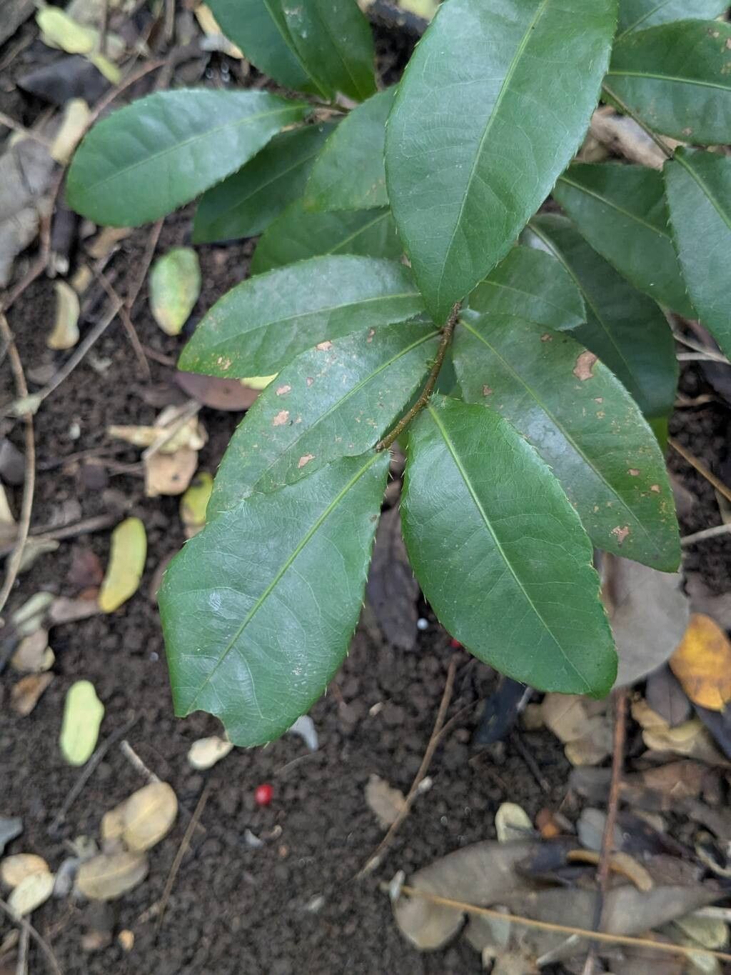 Ochna kirkii leaf