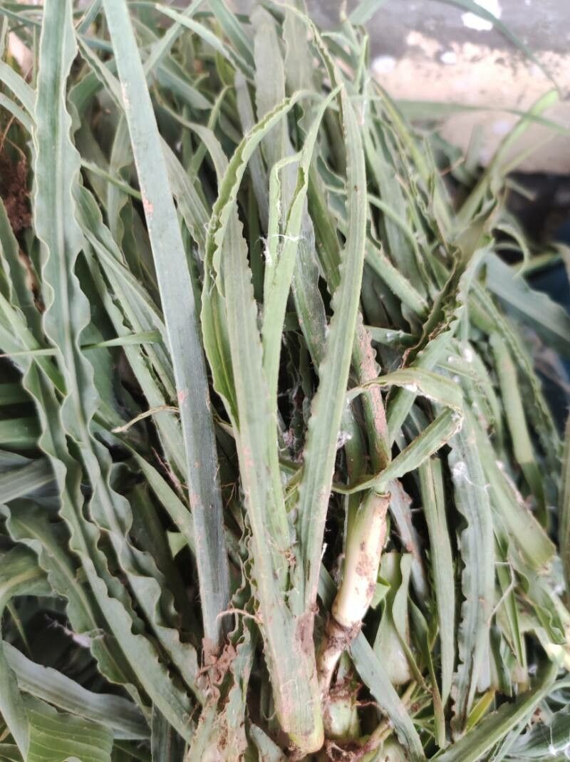 Tragopogon collinus — search result for 'Tragopogon'