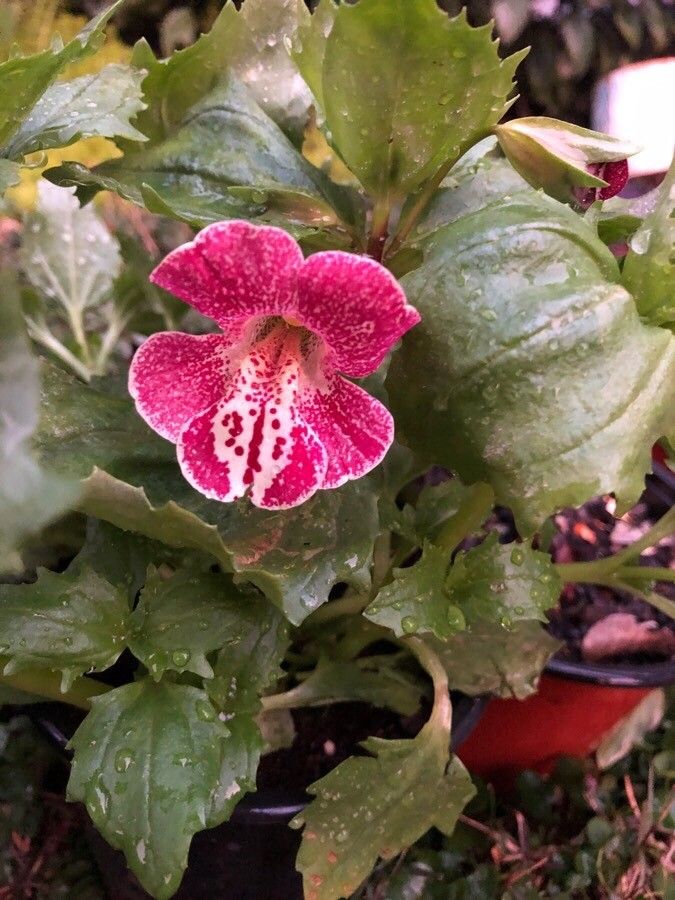 Mimulus bicolor — related species from the same genus