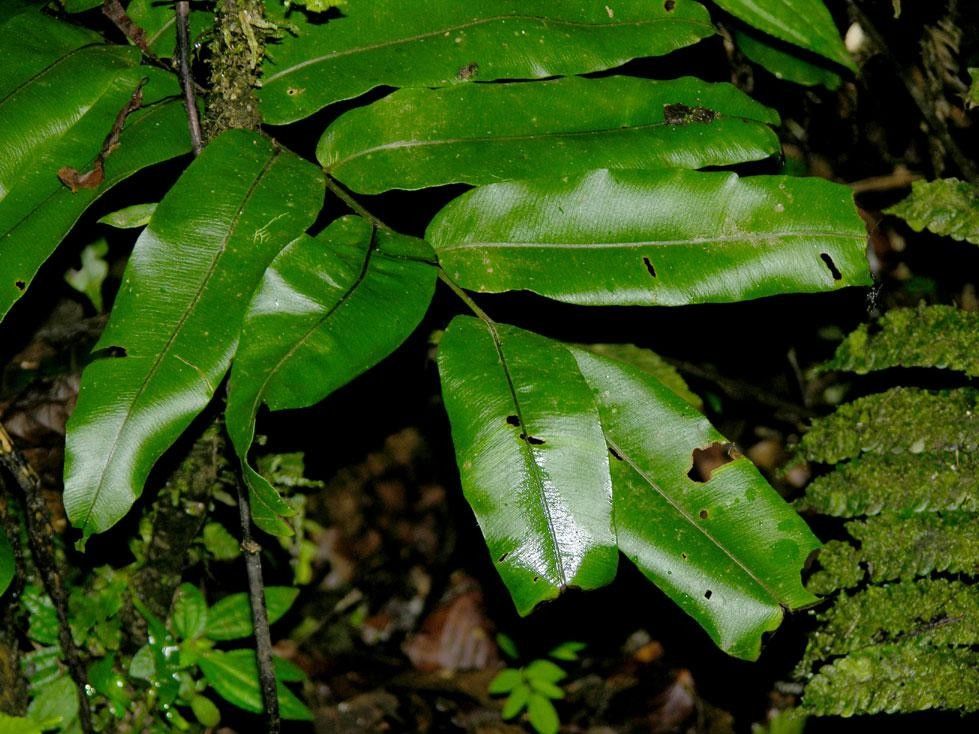 Lomariopsis japurensis leaf