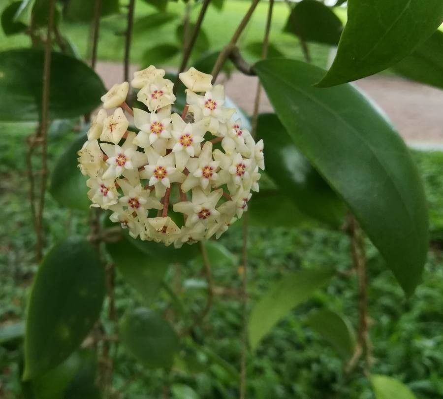 Hoya verticillata flower