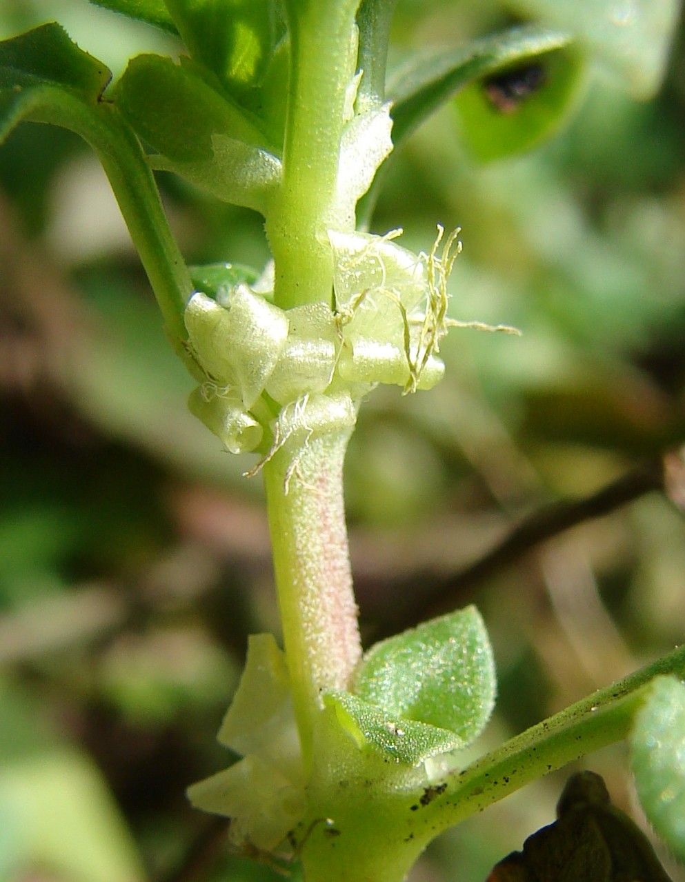 Theligonum cynocrambe bark